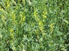 Yellow Blossom Sweet Clover - VNS